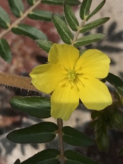 Tribulus terrestris