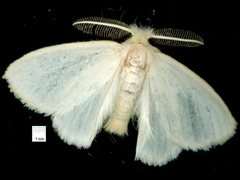 Euproctis galactopis