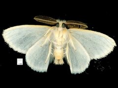 Euproctis galactopis