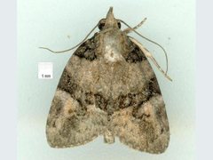 Lophothripa vitea