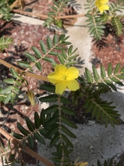 Tribulus terrestris
