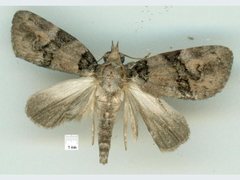 Lophothripa vitea