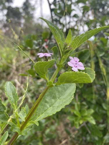 Image of Teedia lucida by (c) Corne Brink, some rights reserved (CC BY-SA)