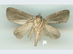 Lophothripa vitea