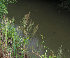 Diplachne fusca