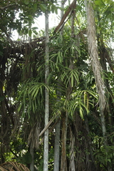 Swiss cheese vine (Monstera barrieri)