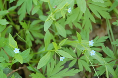 Memoremea scorpioides