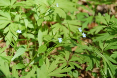 Memoremea scorpioides