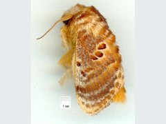 Pseudanapaea denotata