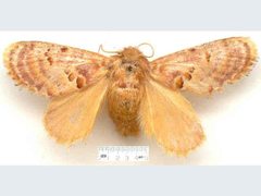 Pseudanapaea denotata