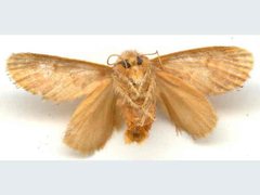 Pseudanapaea denotata