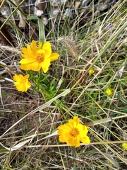 Coreopsis grandiflora