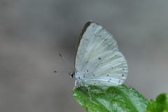 Udara akasa