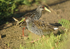 Spotted Rail photo 2