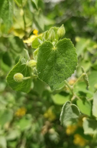 Image of Abutilon viscosum by (c) Nicole, some rights reserved (CC BY)