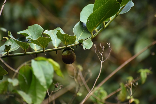 Diospyros malabarica, photograph 4