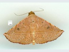 Eublemma latericolor