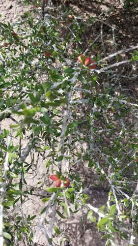 Image of Amargosa (Castela erecta) by (c) Nicole, some rights reserved (CC BY)