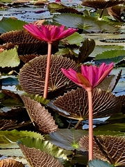Nymphaea pubescens