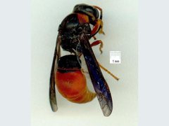 Pseudabispa bicolor