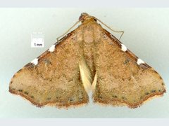 Corgatha dichionistis