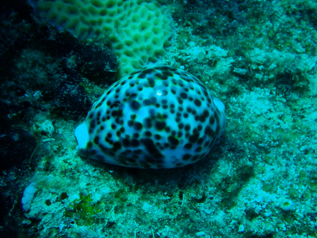 Photo of Tiger Cowrie (Cypraea tigris)