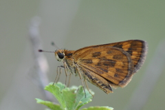 Taractrocera ceramas