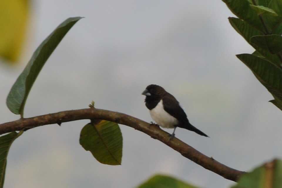 White-rumped Munia