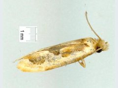 Moerarchis placomorpha