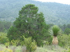 Yucca carnerosana