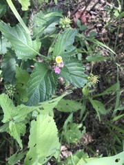Lantana camara