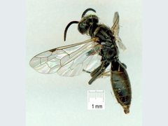 Anthobosca