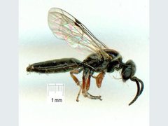 Anthobosca