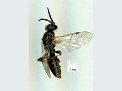 Anthobosca