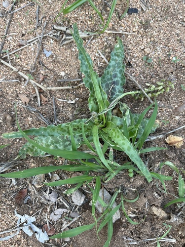 Ledebouria inquinata