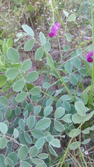 Tephrosia lindheimeri