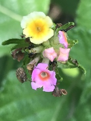 Lantana camara