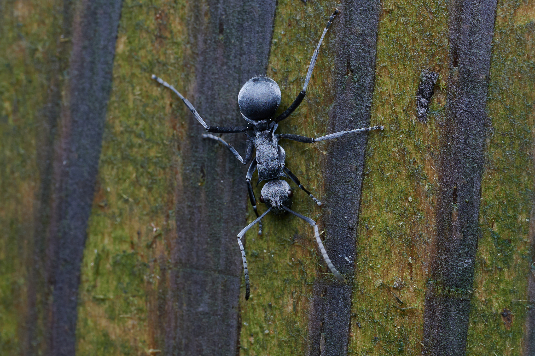 Polyrhachis jianghuaensis