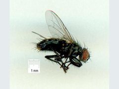 Sarcophaga australis