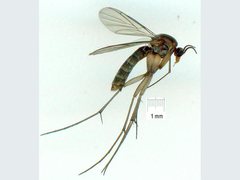 Macrocera