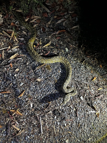 Coastal Carpet Python sighting