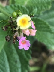 Lantana camara