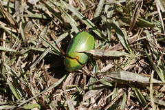 Chrysina spectabilis