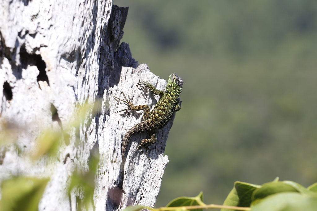 Merendon Emerald Spiny Lizard