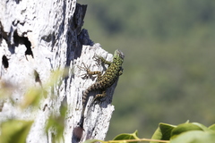 Sceloporus schmidti