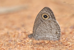 Ypthima asterope