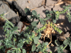 Heliotropium supinum