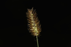 Setaria surgens
