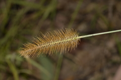 Setaria surgens