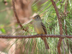 Empidonax affinis